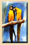 Parrots